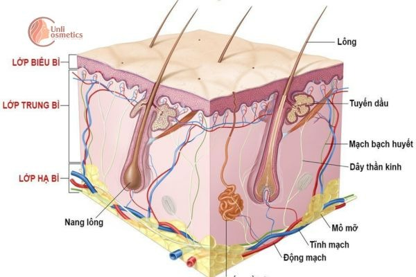 Cấu tạo da